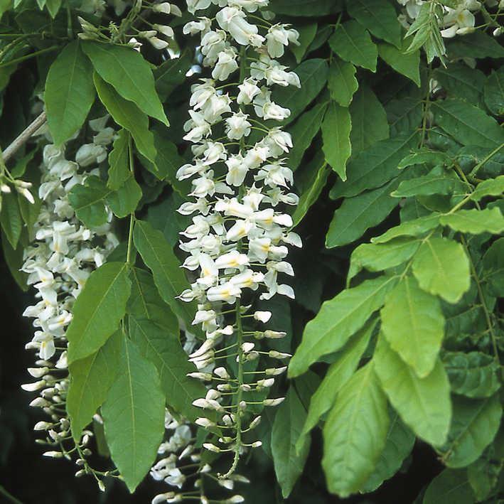 Wisteria floribunda ' Longiss Alba'