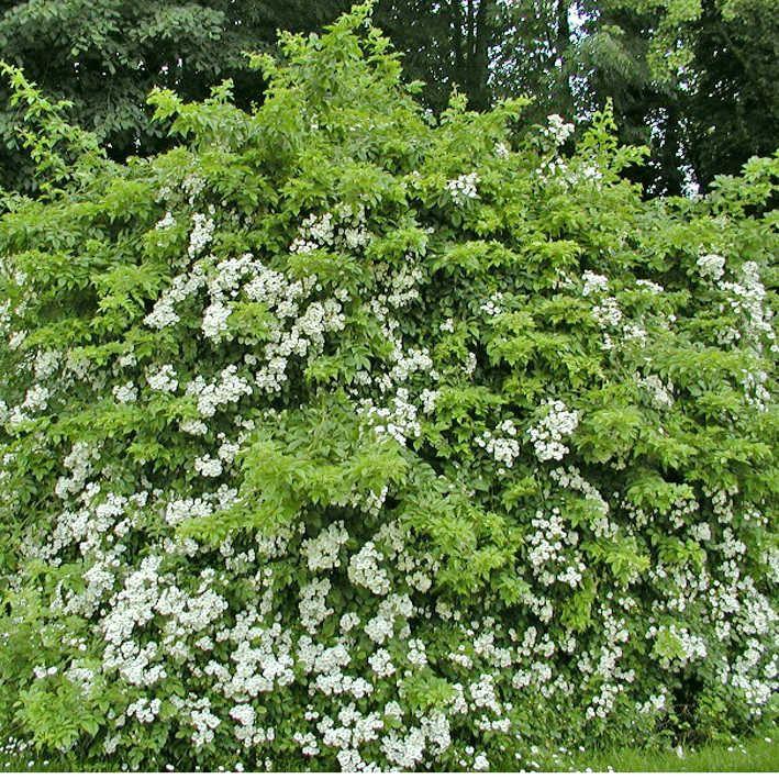 Büschelrose