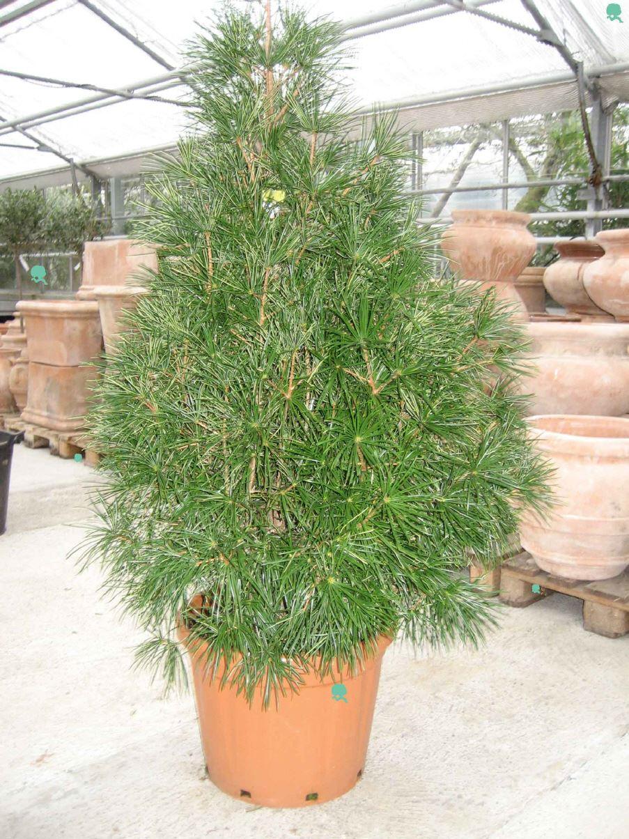 Sciadopitys verticillata