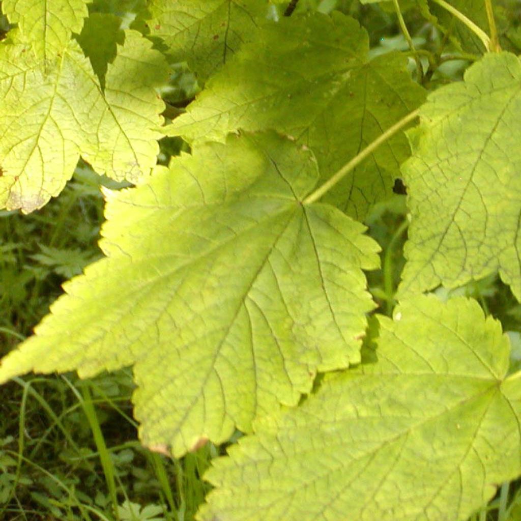Acer spicatum