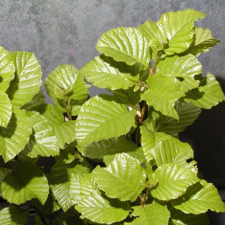 Betula medwediewii 