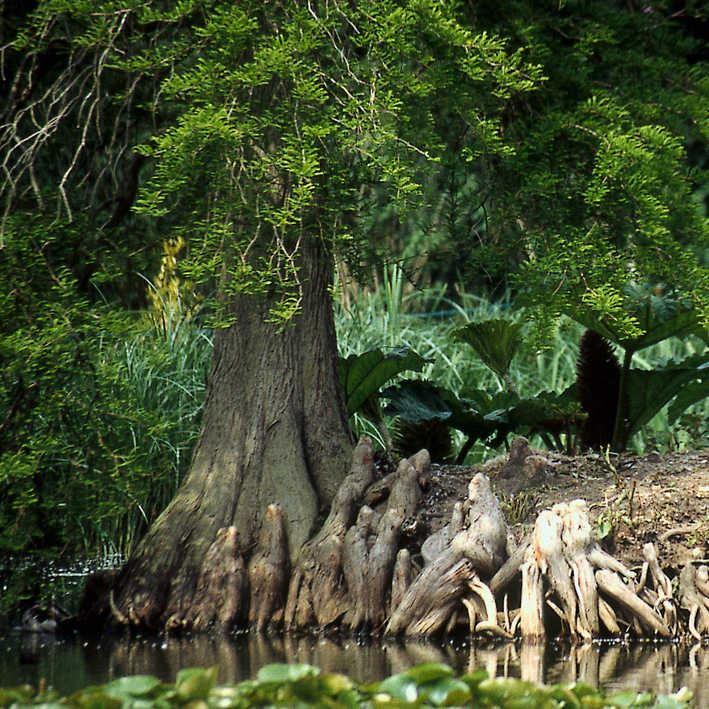Taxodium distichum
