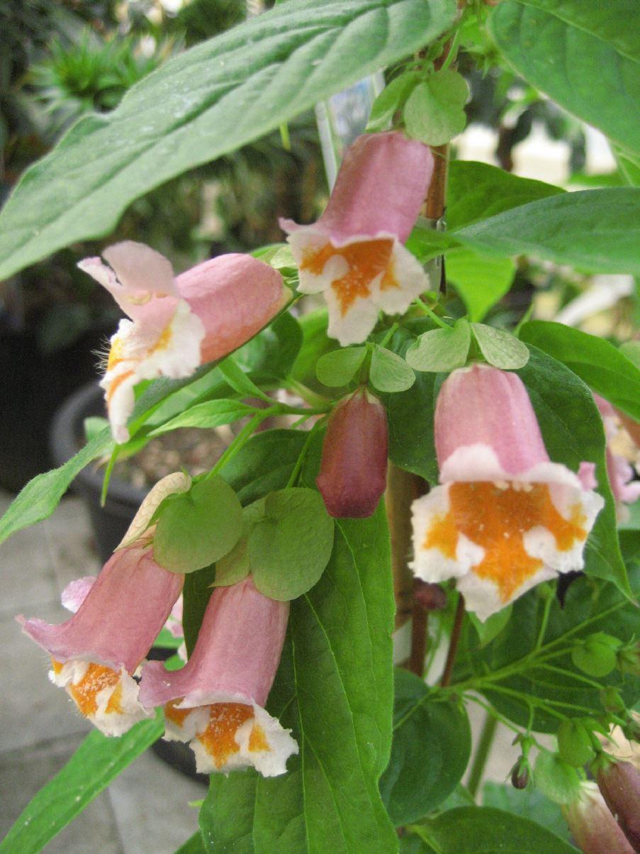 Dipelta ventricosa