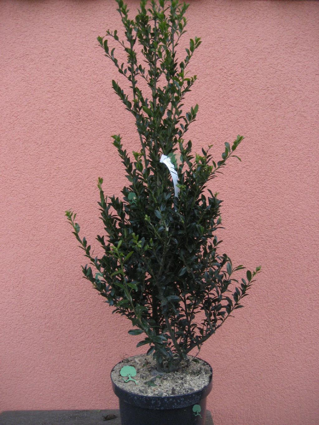 Ilex maximowicziana var. kanehirae