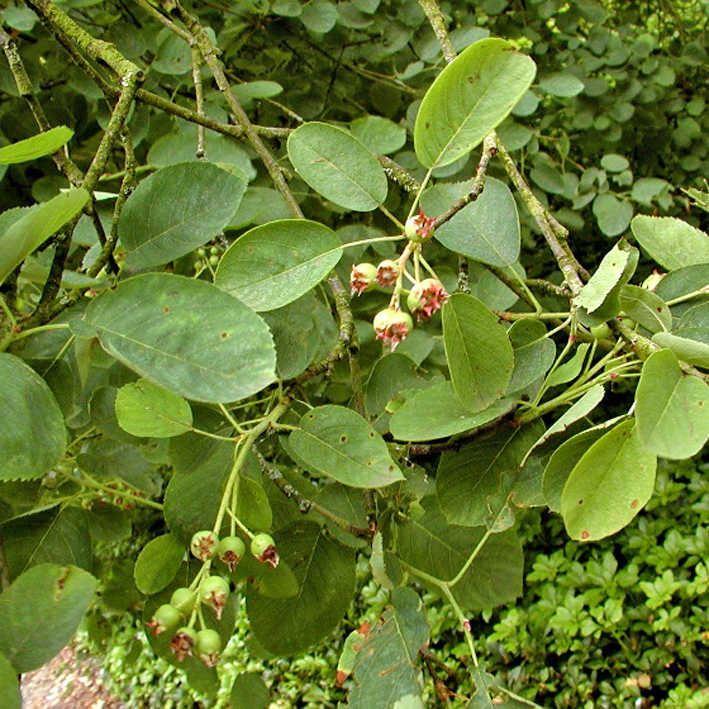 Amelanchier spicata