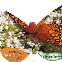 Schmetterlingsflieder, Sommerflieder, Schmetterlin