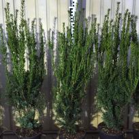 männliche Bechereibe 60-80 cm Container