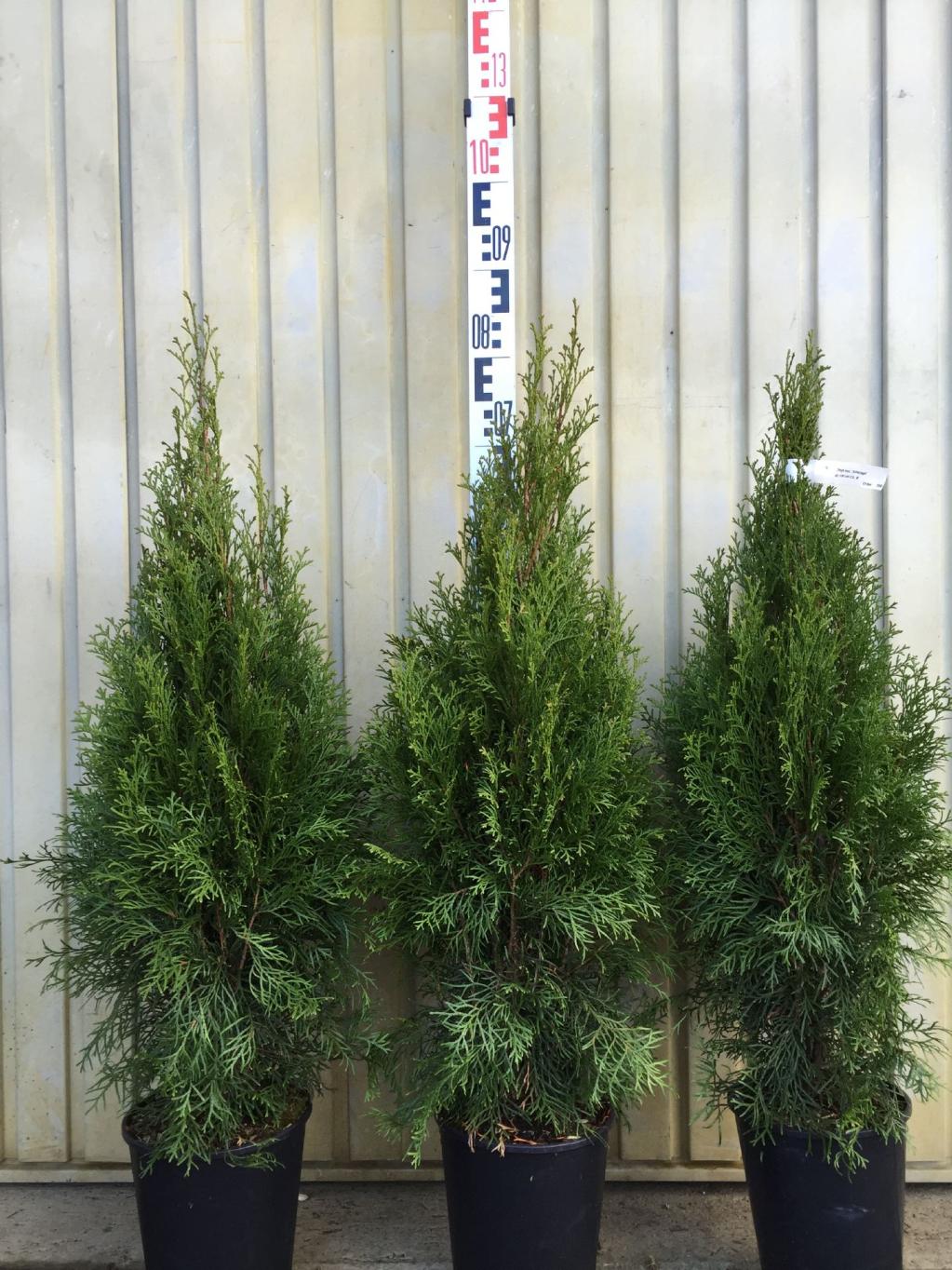 Thuja occ. Smaragd