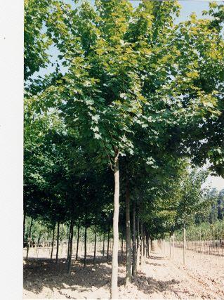 Acer platanoides