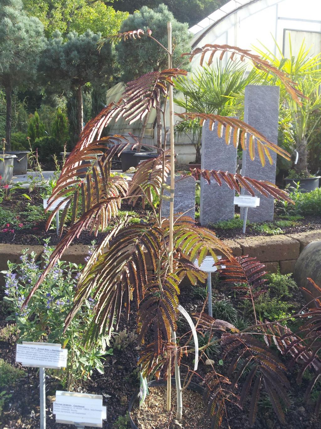 Albizia julibrissin "Summer Chocolate"®