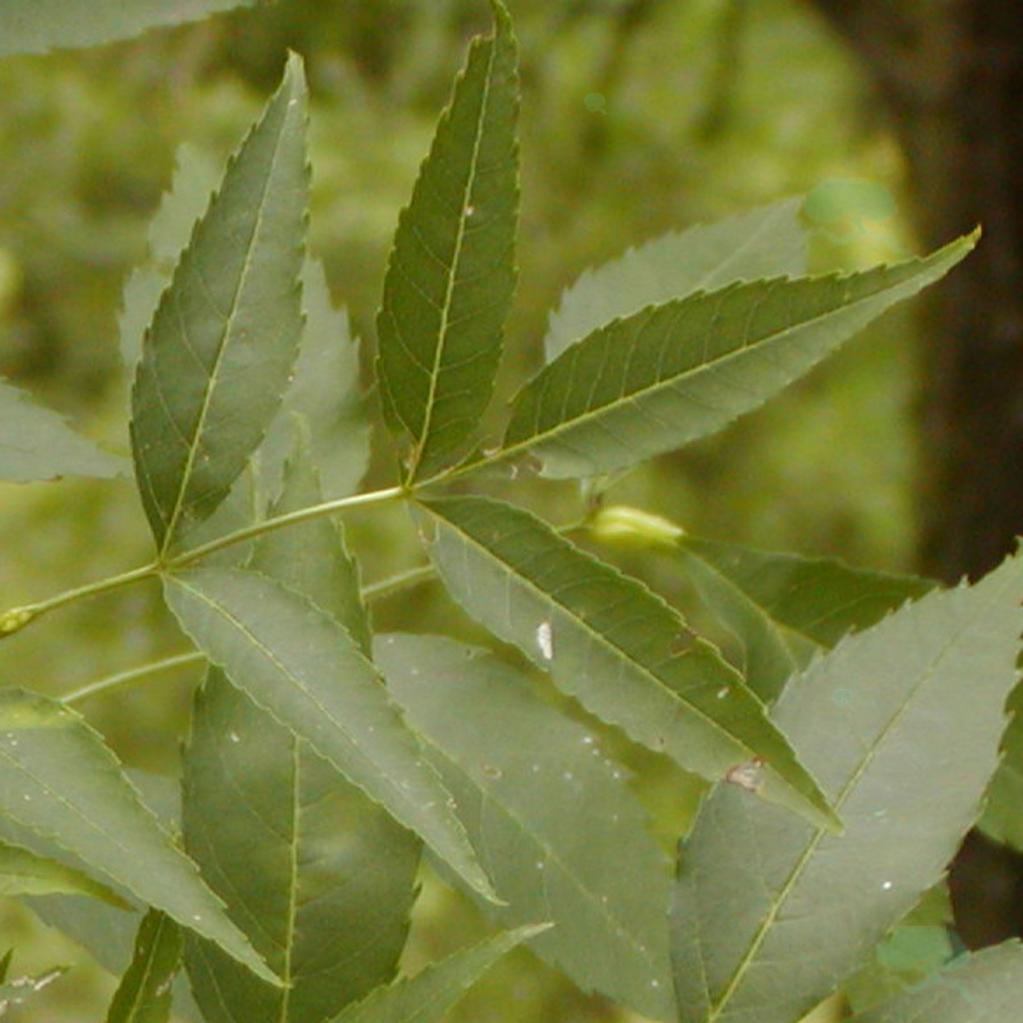 Fraxinus angustifolia