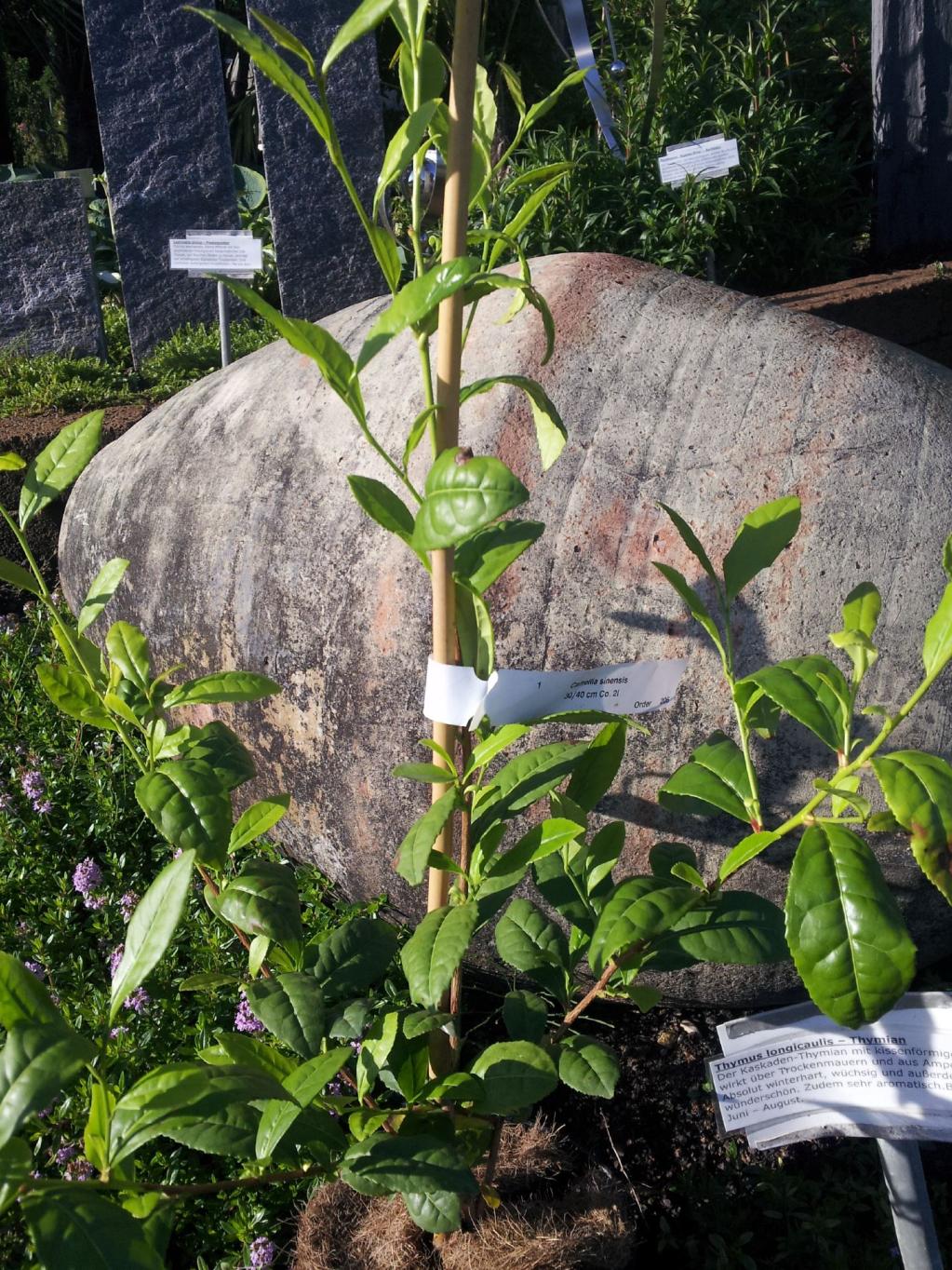 Camellia sinensis