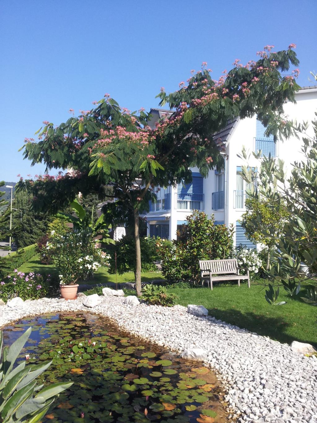 Albizia 