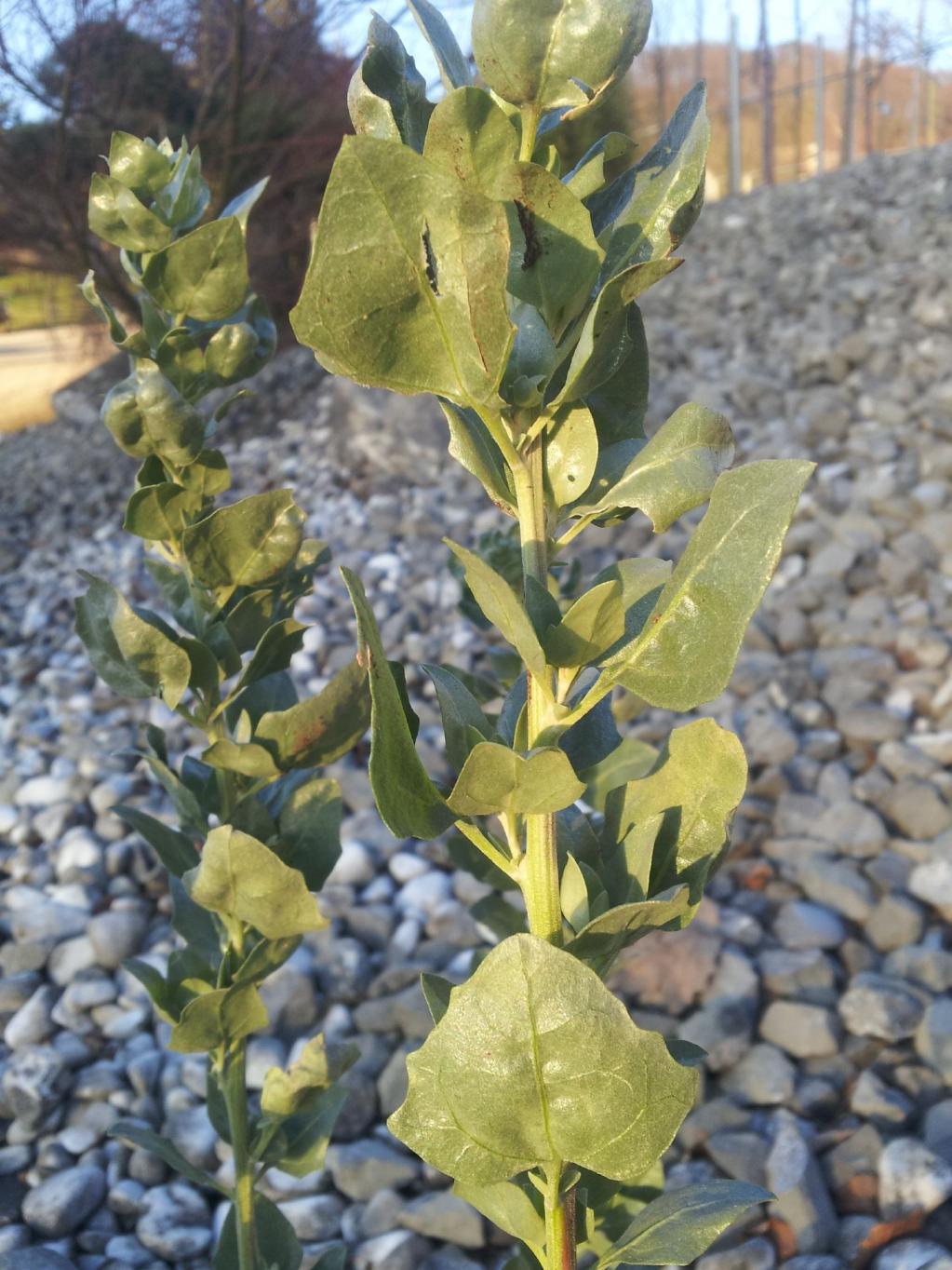 Atriplex halimus 