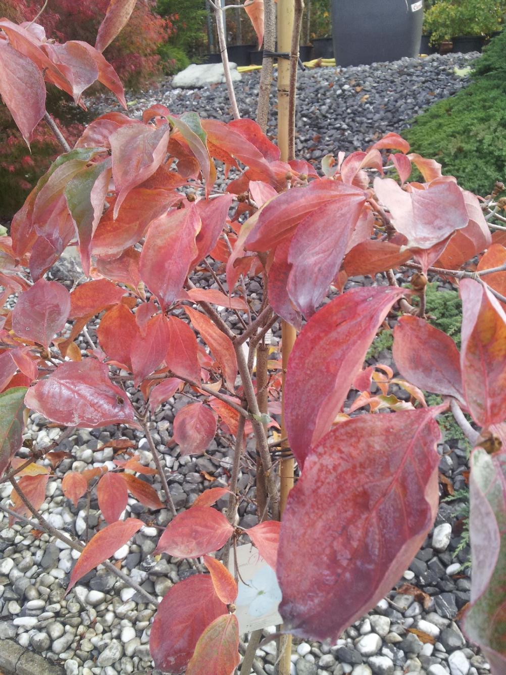 Cornus 'Venus'®  