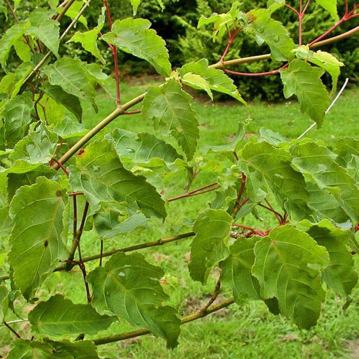Acer crataegifolium