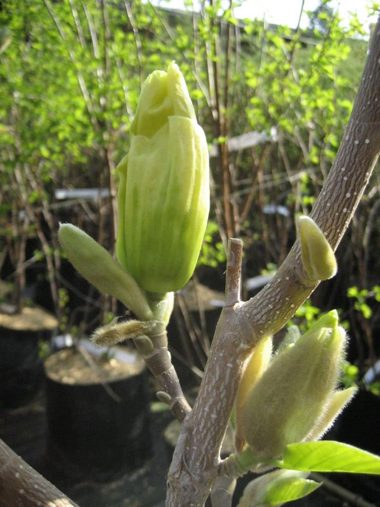 Magnolie