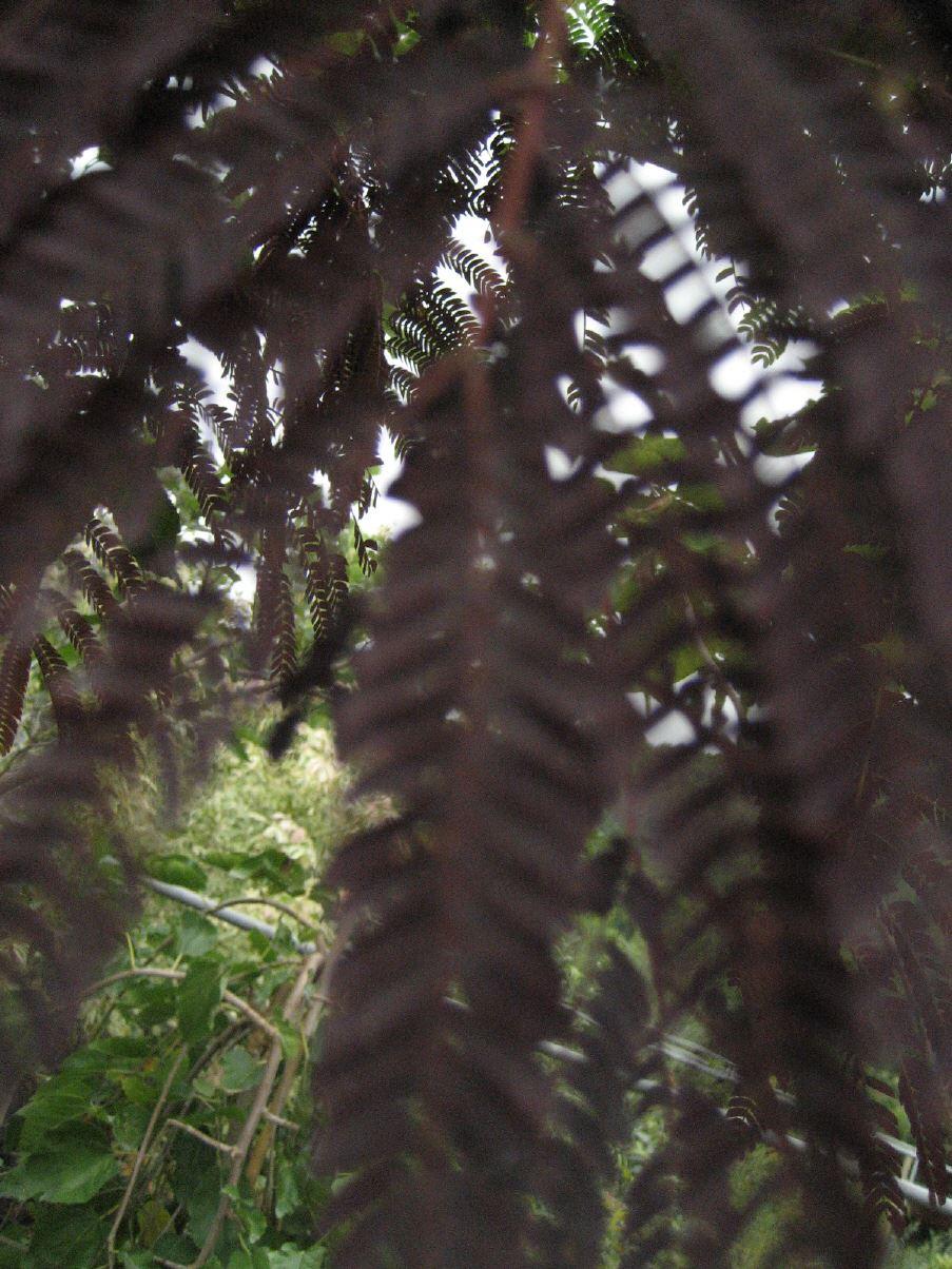 Albizia julibrissin "Summer Chocolate"®