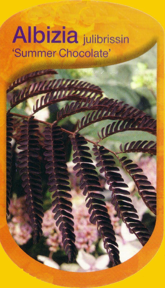 Albizia julibrissin "Summer Chocolate"®