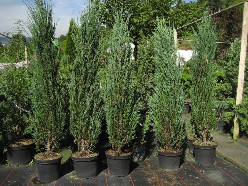 Juniperus scopulorum 'Blue Arrow'