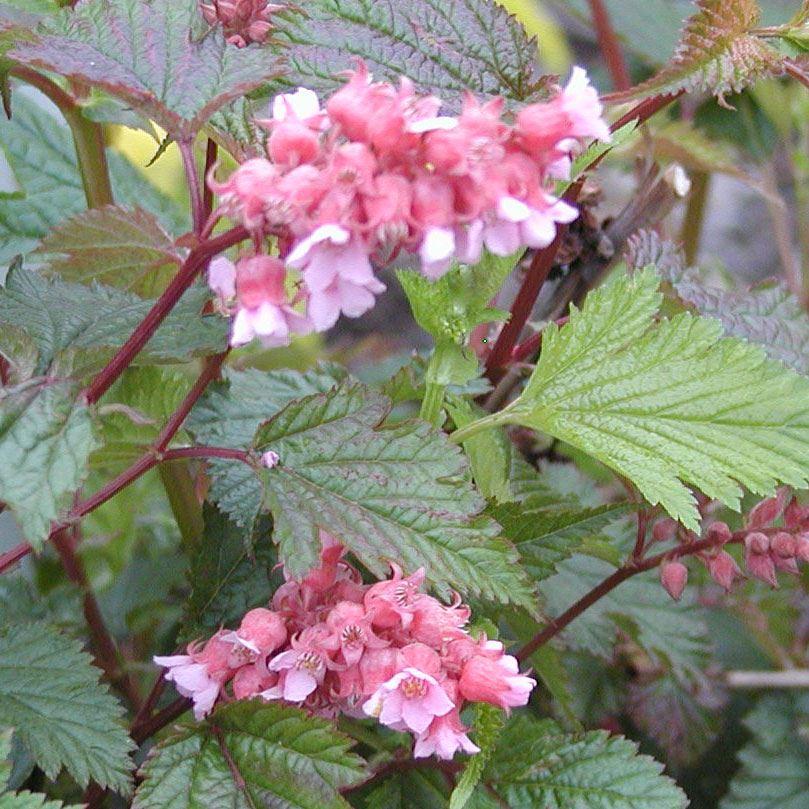  Traubenspiere