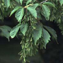 Acer cissifolium