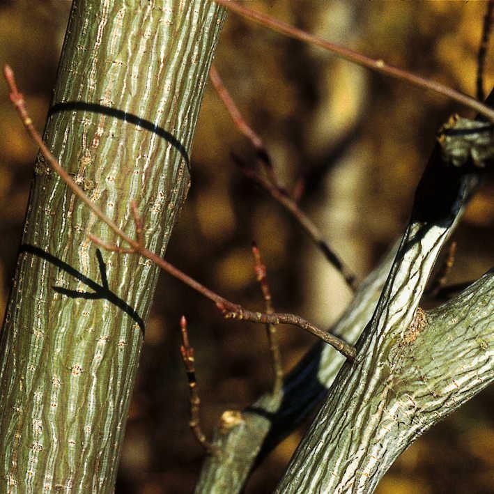 Acer davidii