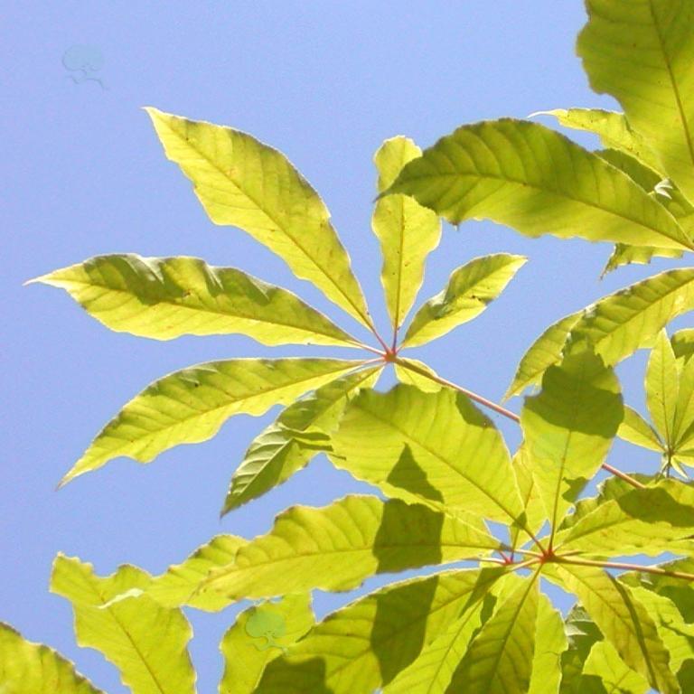 Aesculus indica