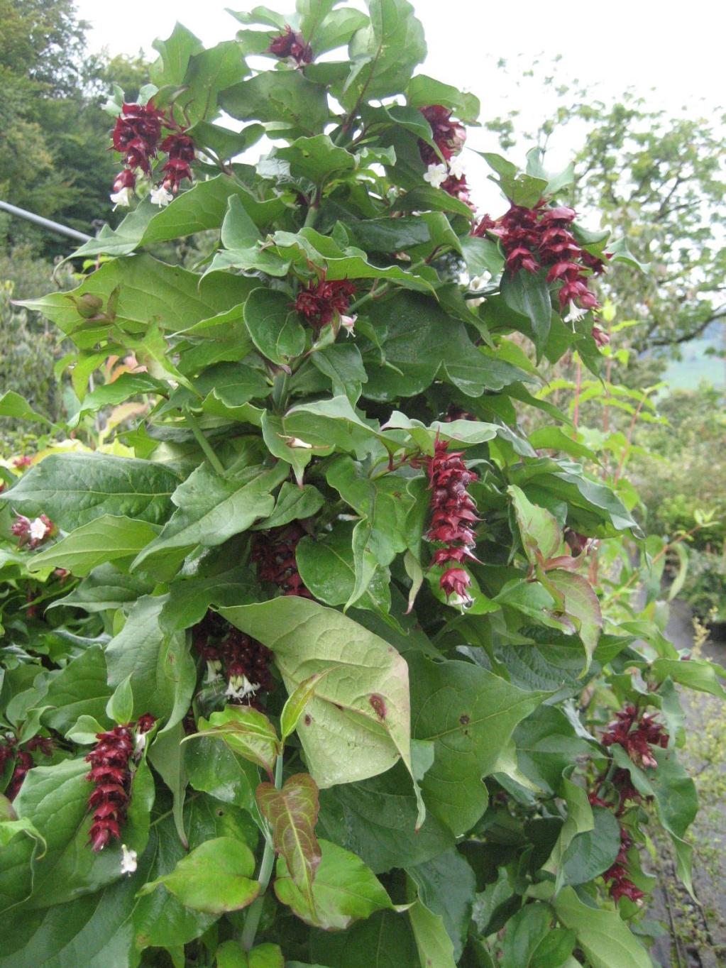 Leycesterie, Karamellstrauch