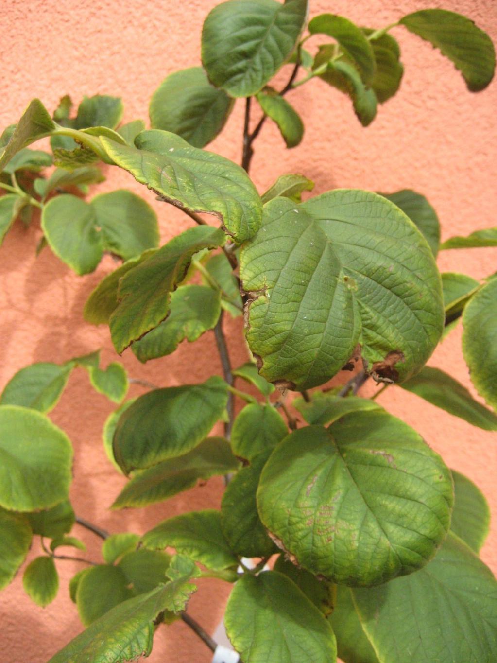 Styraxbaum