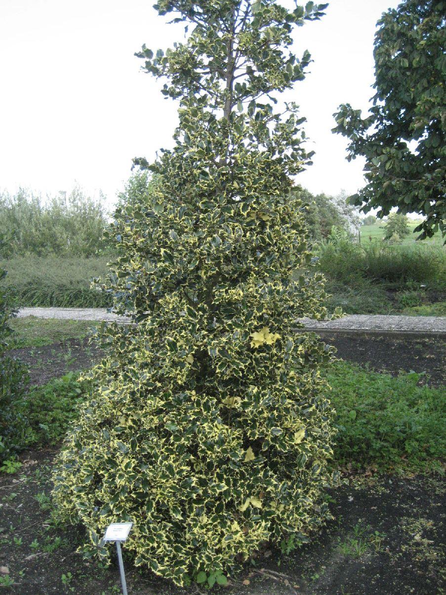 'Madame Briot'