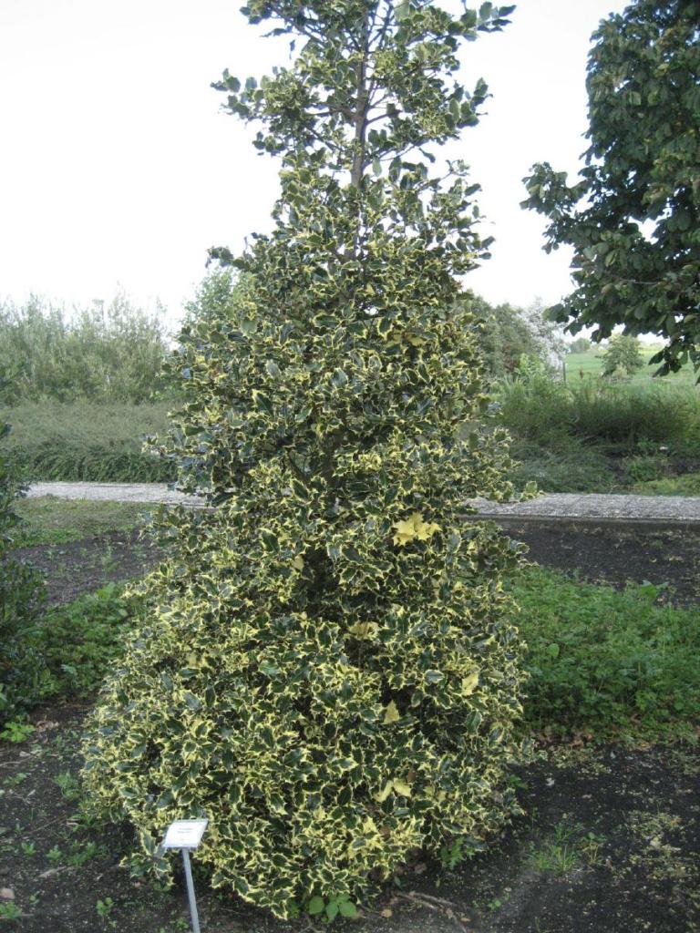 'Madame Briot'