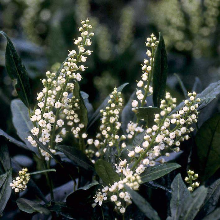 Prunus lauroc.'Otto Luyken'