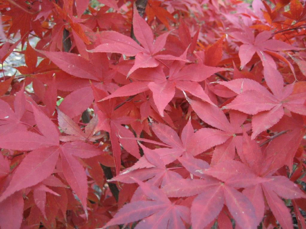 Acer palmatum Osakazuki