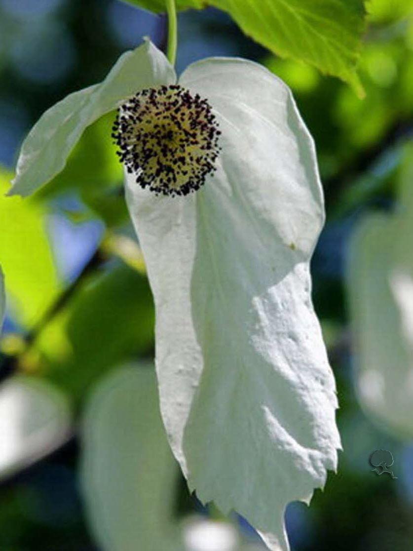 Davidia involucrata var. vilmoriniana 
