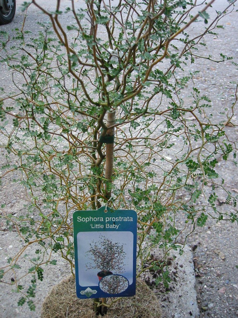 Sophora prostrata "Little Baby"