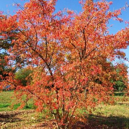 Acer tataricum subsp. ginnala