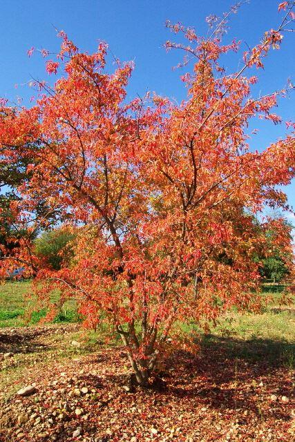 Acer tataricum subsp. ginnala