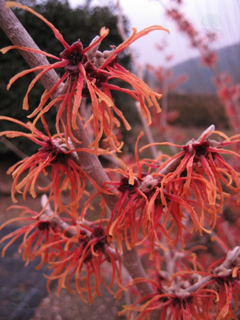 Hamamelis intermedia Jelena