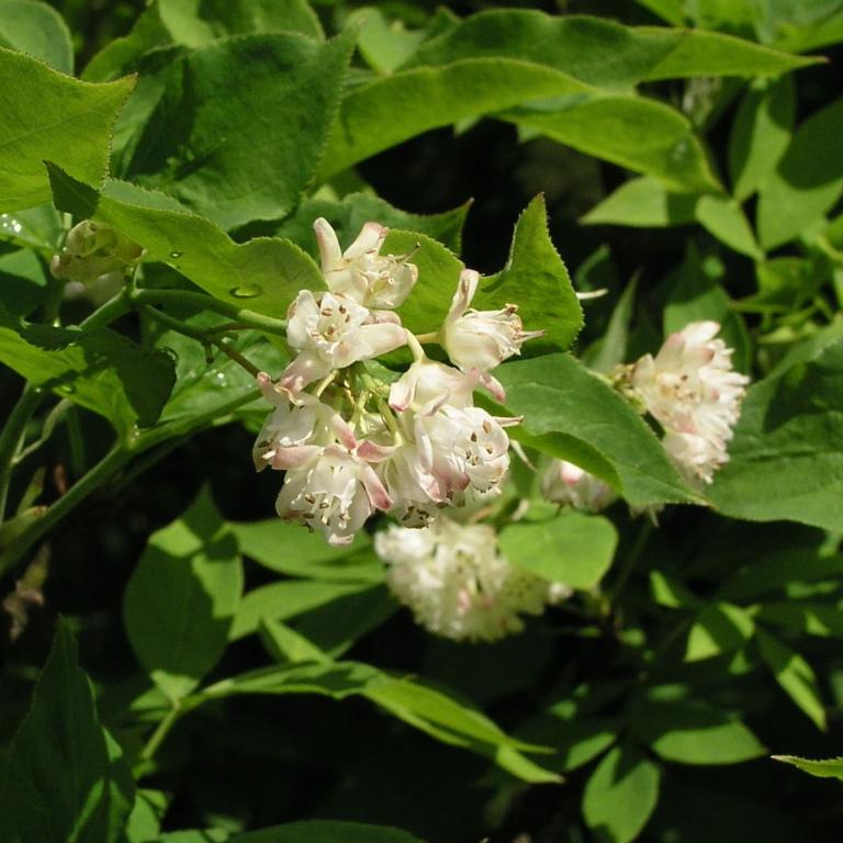 Staphylea pinnata