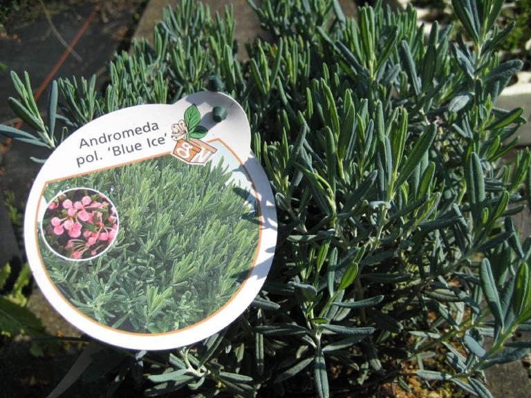 Andromeda polifolia 'Blue Ice'