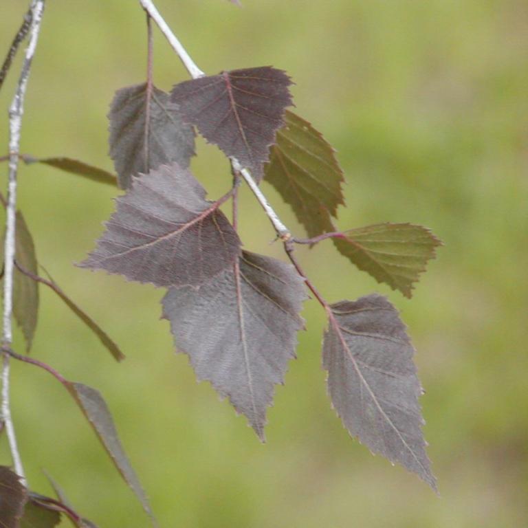 Betula pendula 'Purpurea'