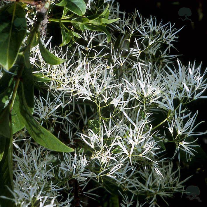 Chionanthus virginicus