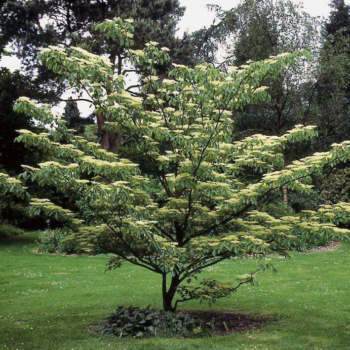 Cornus controversa