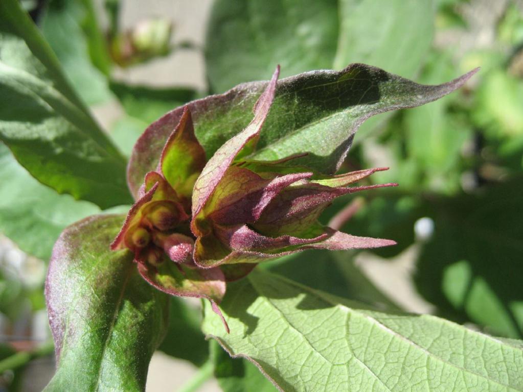 Leycesterie, Karamellstrauch