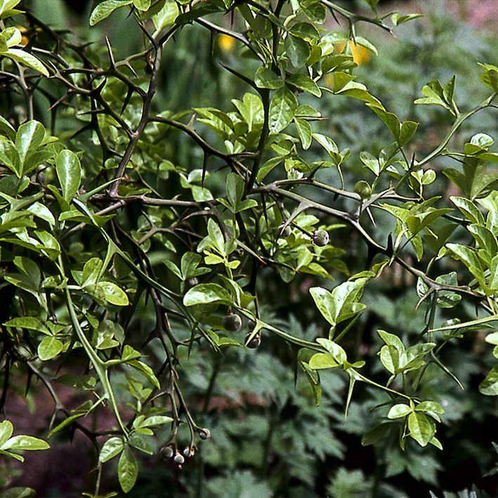 Poncirus trifoliata