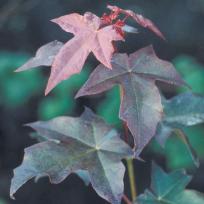 Acer cappadocicum 'Rubrum'