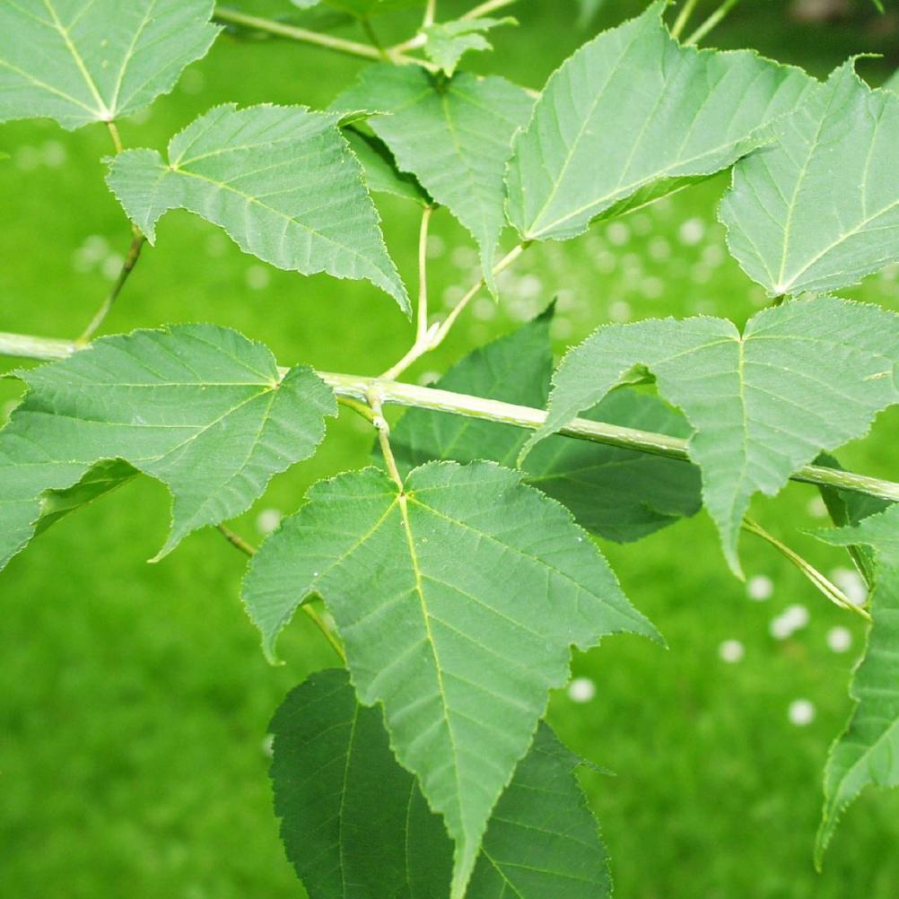 Acer rufinerve