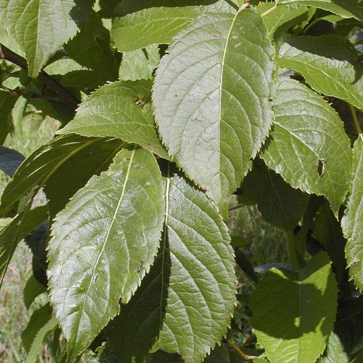 Eucommia ulmoides 