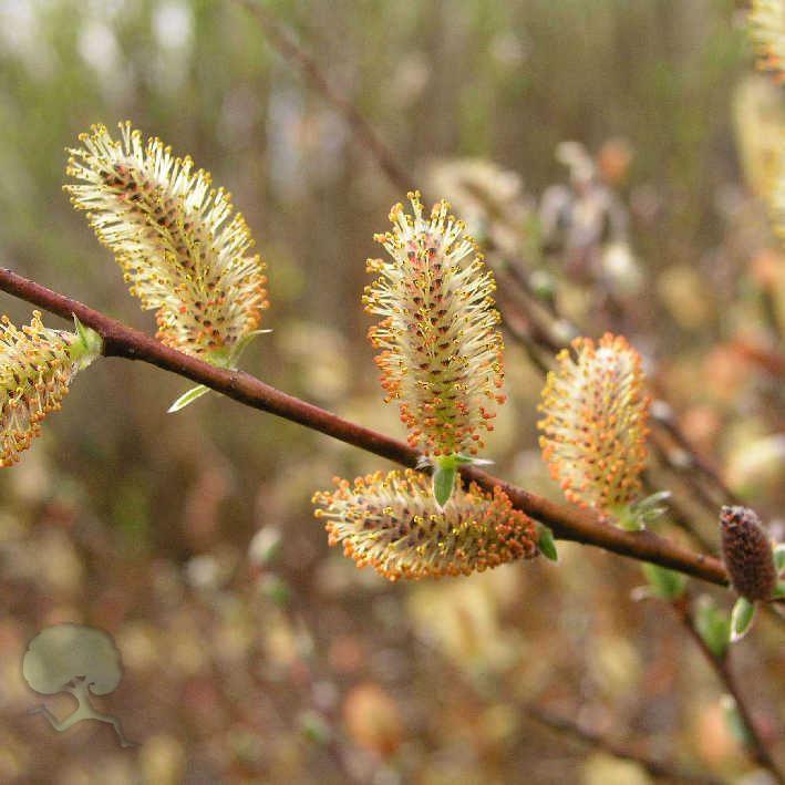 Pommersche Reifweide
